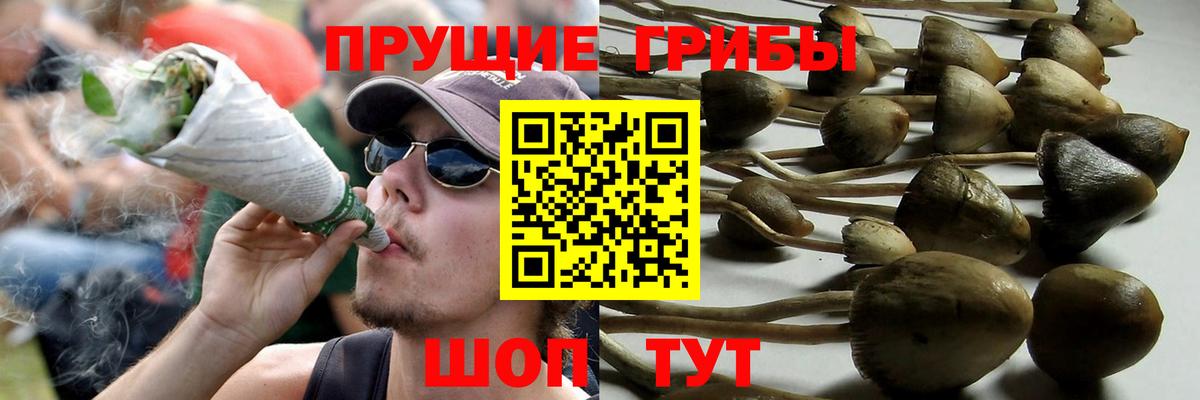 Псилоцибиновые грибы Psilocybine cubensis Зима